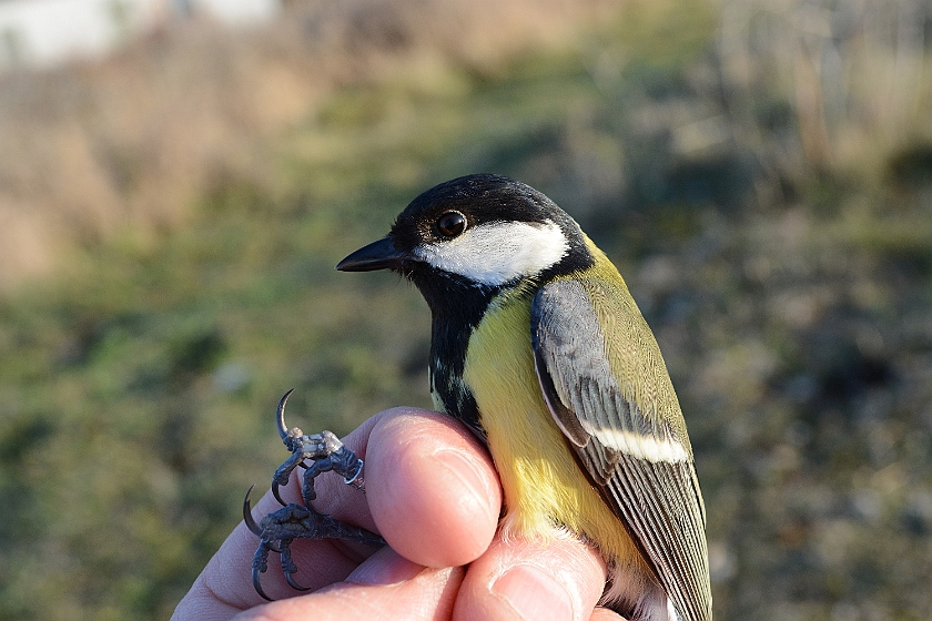 Great Tit, Sundre 20130511